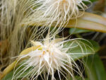 Bulbophyllum medusae