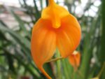 Masdevallia Aquarius (constricta x davisii) yellow
