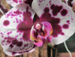 Phalaenopsis PH 011 Polka Dots