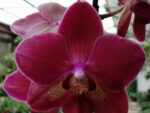 Phalaenopsis PH 018 Red Smale