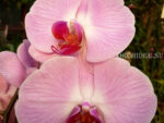 Phalaenopsis PH 022 Sacramento