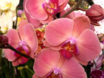 Phalaenopsis PH 043 OX Golden Apple 'Coral'