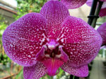 Phalaenopsis PH 053