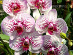 Phalaenopsis PH 177 Mansion