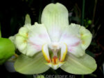 Phalaenopsis PP 004
