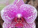 Phalaenopsis PH 054 Sun Beauty