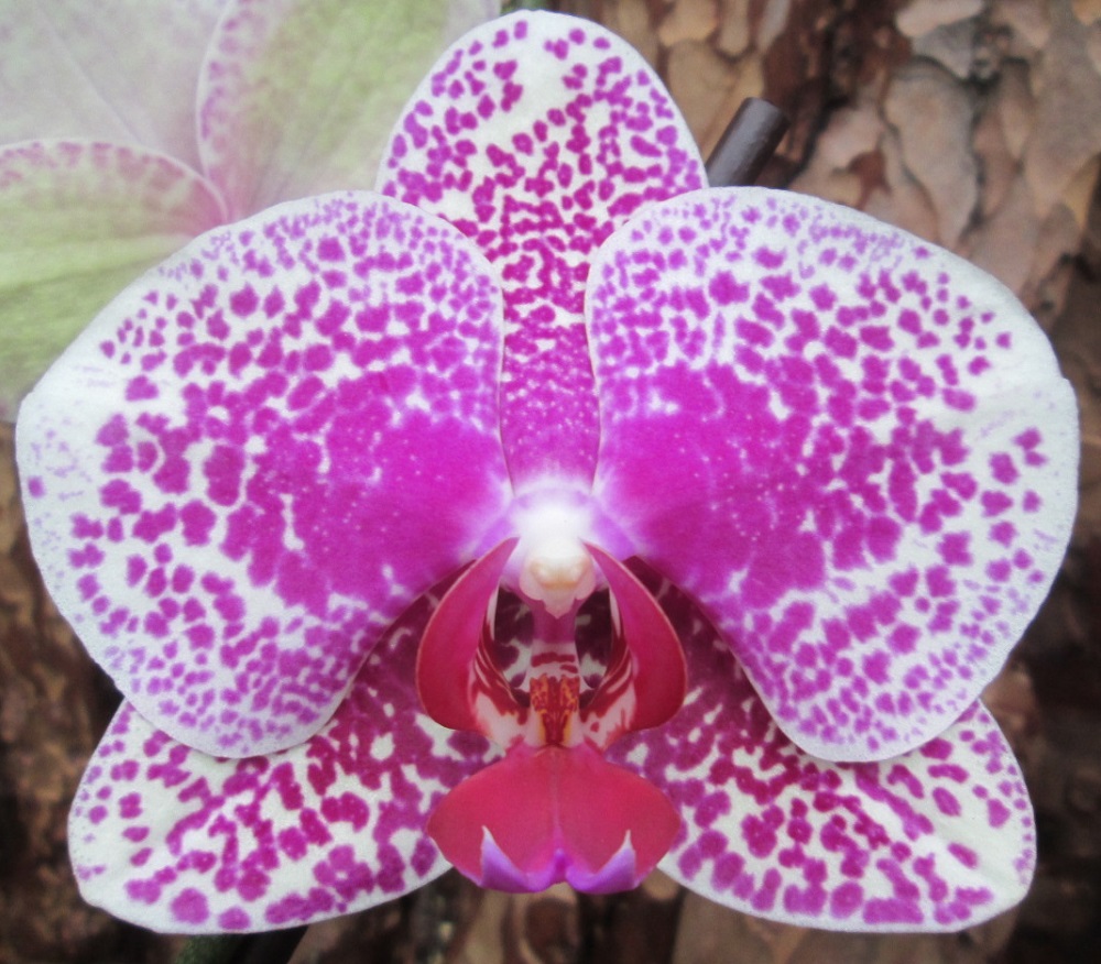 Phalaenopsis PH 054 Sun Beauty