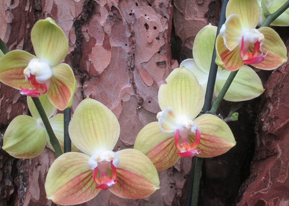 Phalaenopsis Yellow Boy