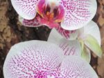 Phalaenopsis PH 016 Fusheng's Mystical Dream (Ever Spring Prince x Scarlett in Snow)