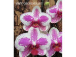 Phalaenopsis PH 028 Butterfly Beauty