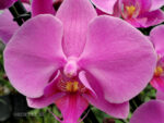 Phalaenopsis PH 014 Pasadena