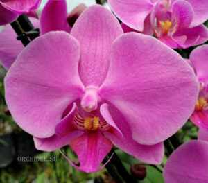 Phalaenopsis PH 014 Pasadena