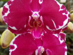 Phalaenopsis PH 030 Heart Breaker