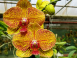 Phalaenopsis PH 056 KV Smile