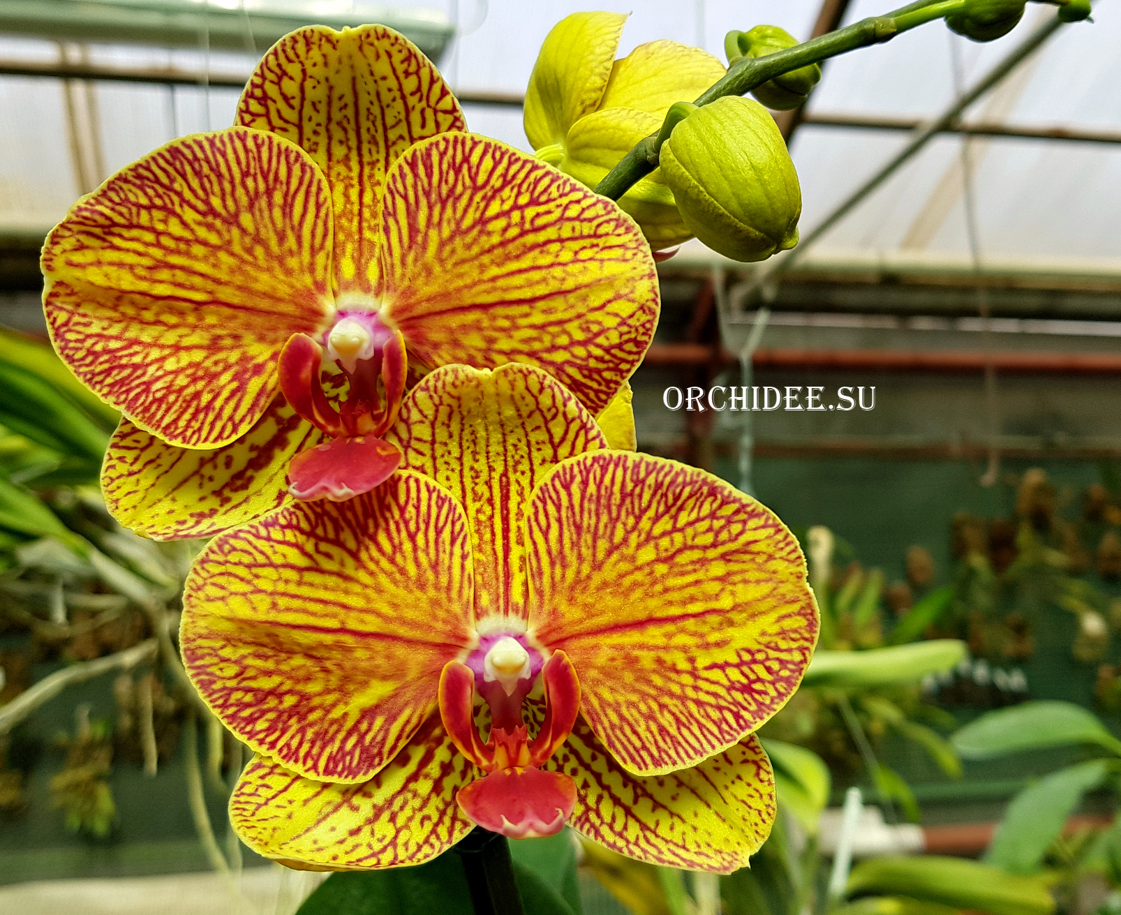Phalaenopsis PH 056 KV Smile