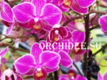 Phalaenopsis PHM 042