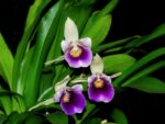 Cochleanthes discolor
