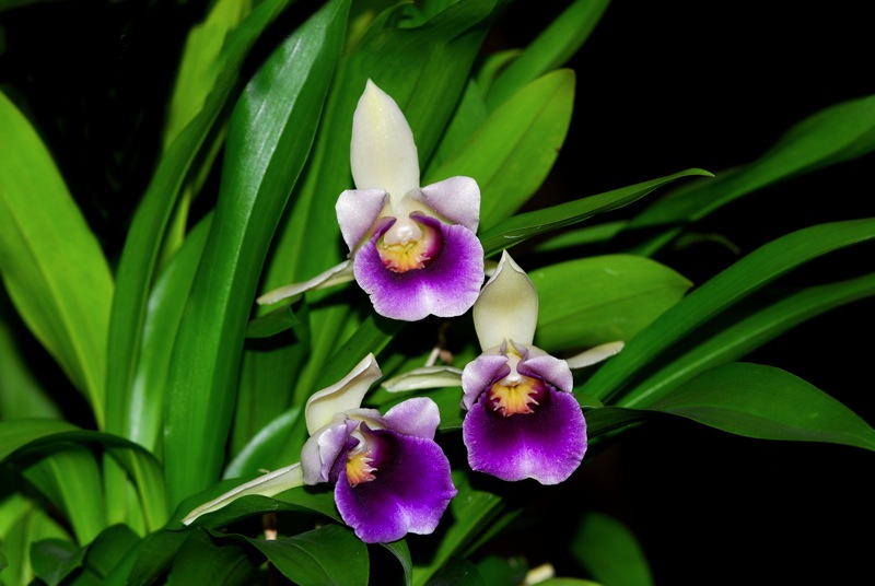 Cochleanthes discolor