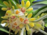 Gastrochilus japonicus x sib