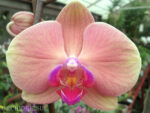 Phalaenopsis PH 124 OX Golden Apple hybrid