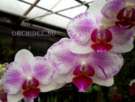 Phalaenopsis PHM 043