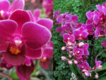 Doritaenopsis PHM 063 Sogo Berry 'Purple Princess'