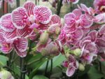 Phalaenopsis PH 059 Taida Little Zebra