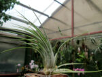 Tillandsia SP 04