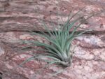 Tillandsia SP 01