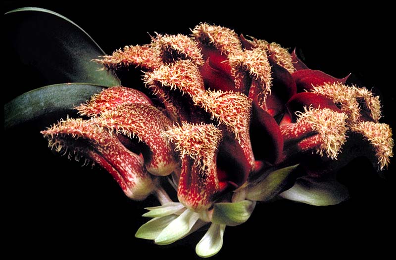 Bulbophyllum phalaenopsis