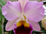 Cattleya hybrid 010