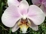 Phalaenopsis PH 263 Pink Clouds