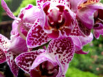 Phalaenopsis PP 003
