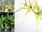 Brassia Lansbergen