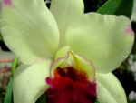 Cattleya hybrid 034