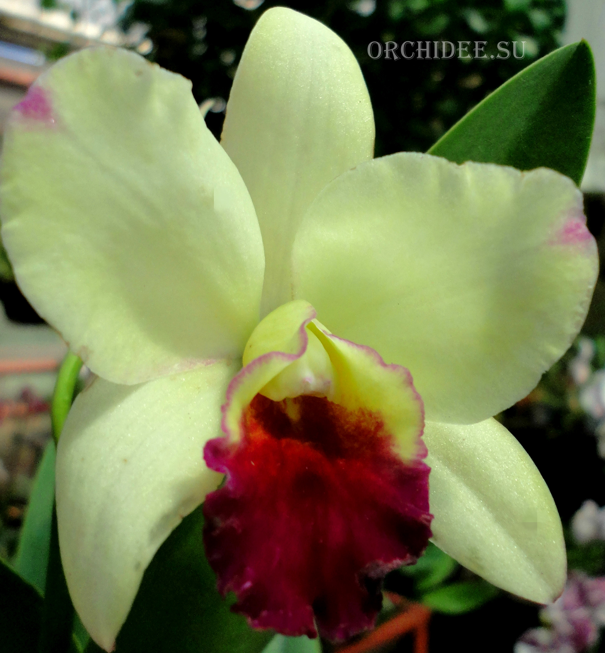 Cattleya hybrid 034