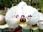 Phalaenopsis PH 034 Cadiz
