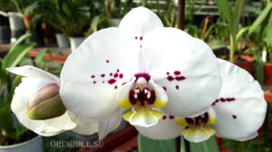 Phalaenopsis PH 034 Cadiz