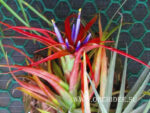 Tillandsia brachycaulos multiflora