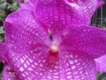 Vanda Magic Pink