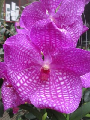 Vanda Magic Pink