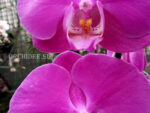 Phalaenopsis PH 023 Anthura Seoul