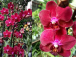 Phalaenopsis PHM 055 Rood