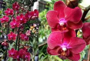 Phalaenopsis PHM 055 Rood