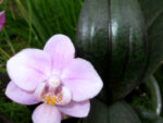 Phalaenopsis PHM 005 Jiahos Pink Girl Fragrance