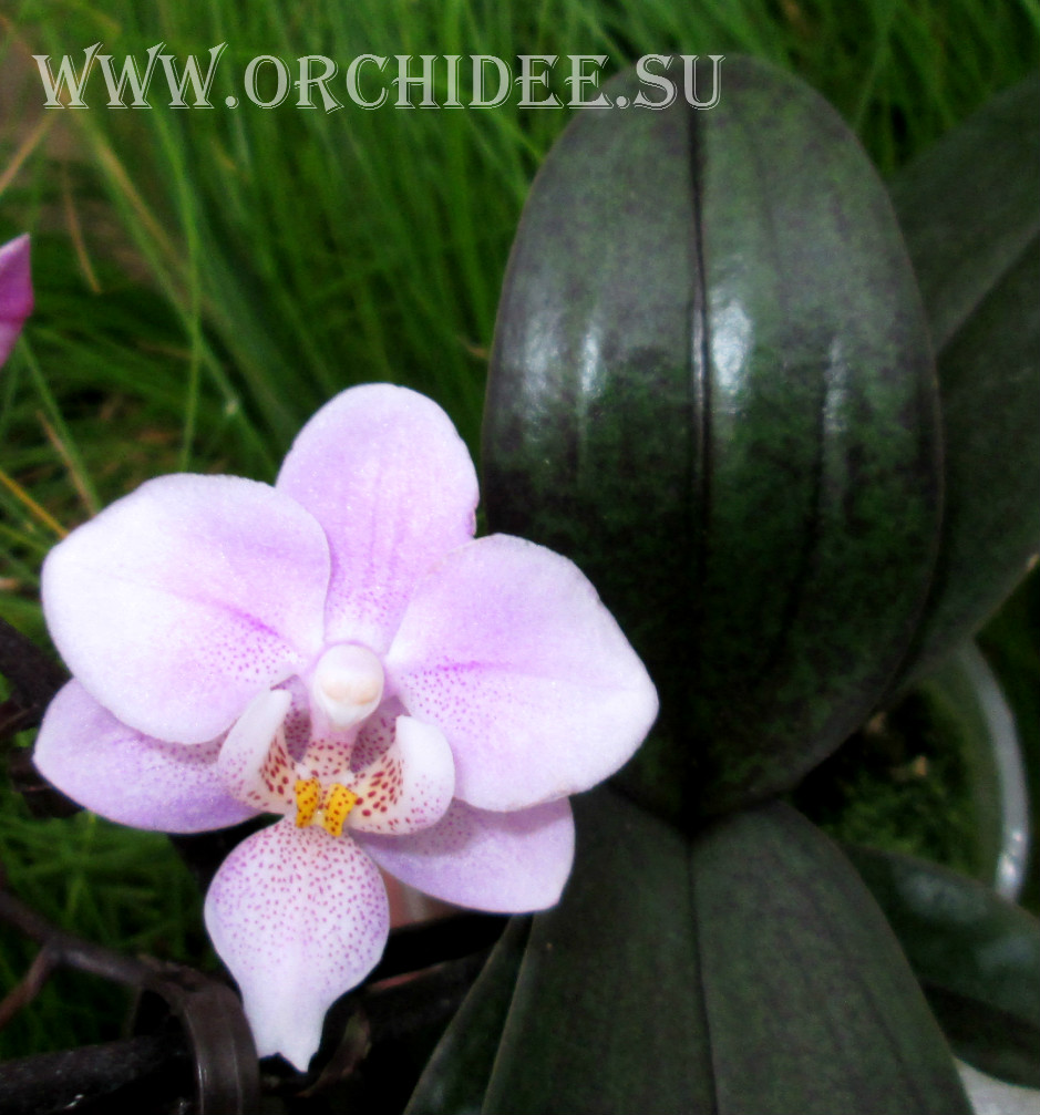 Phalaenopsis PHM 005 Jiahos Pink Girl Fragrance