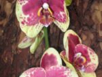 Phalaenopsis PH 009 Geel Rood