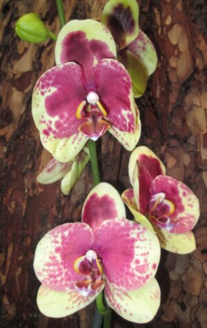 Phalaenopsis PH 009 Geel Rood