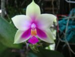 Phalaenopsis bellina x sib