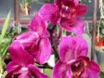 Phalaenopsis PP 006 Peloric